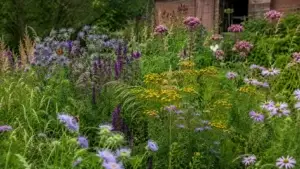 Inheemse planten met bloemen en insecten in een biodiverse tuin