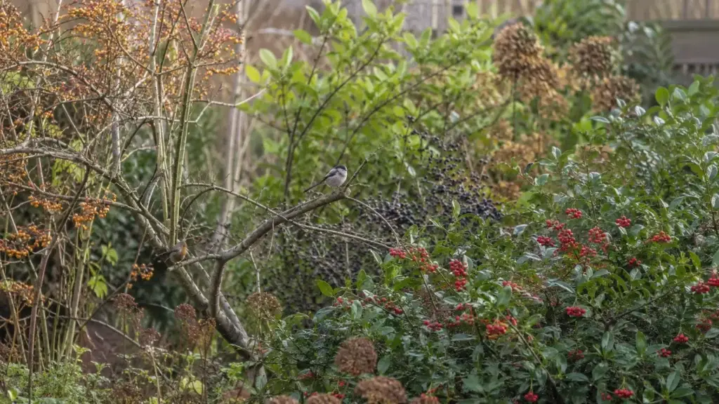 Planten met bessen voor vogels in een vogelvriendelijke tuin met natuurlijke schuilplekken. vogels in de tuin
