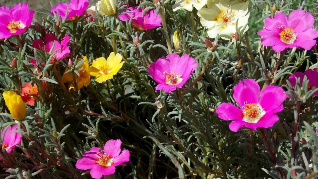 biodiversiteit in de tuin