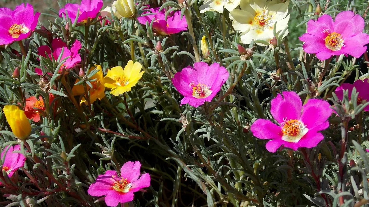 biodiversiteit in de tuin