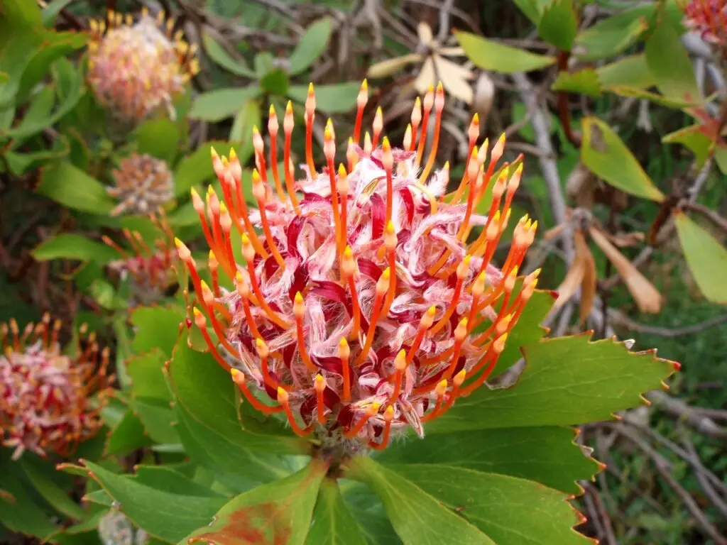 protea, suikerbos, bloem, natuur, tuin, tuinieren, protea, protea, protea, protea, protea