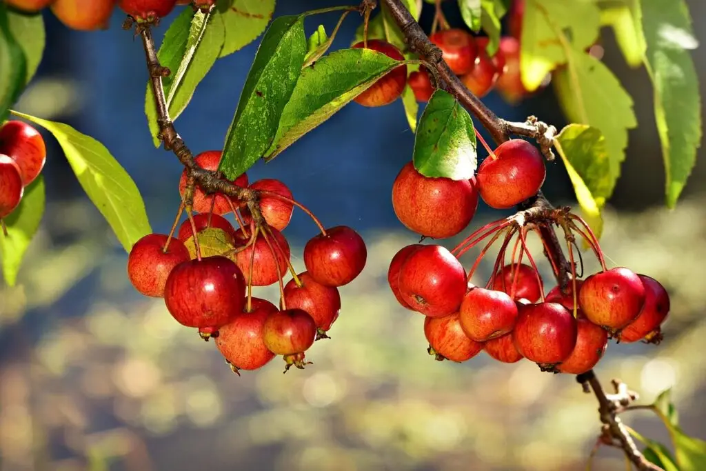 biodiversiteit in de tuin