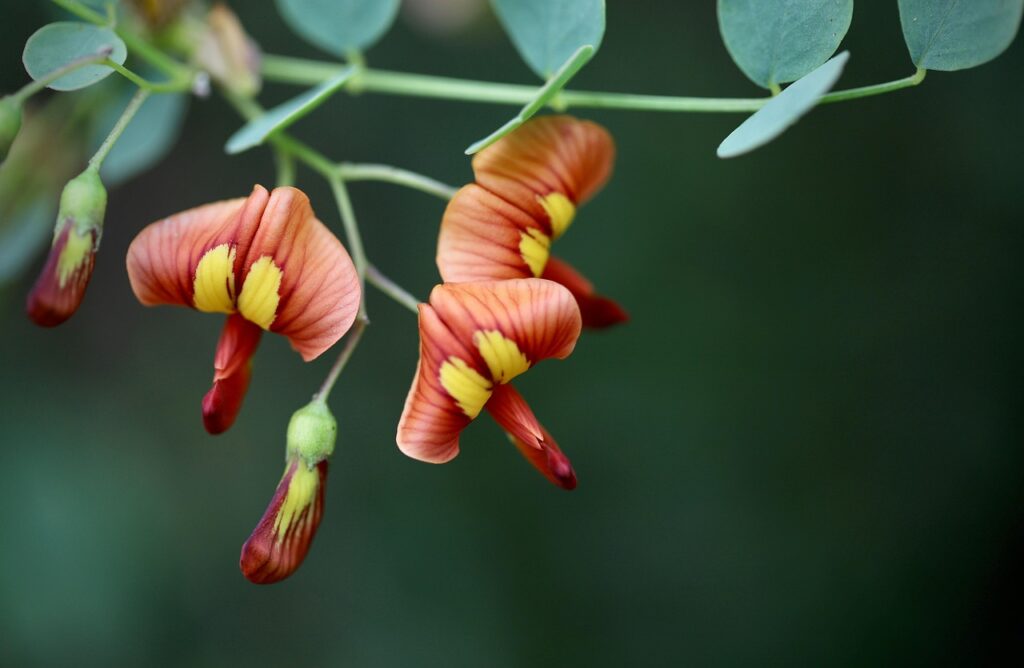 bijenplanten