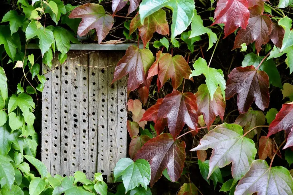 insectenhotel maken