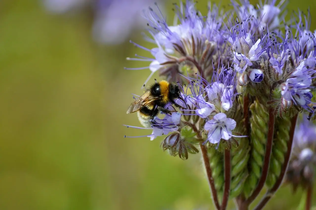 Bijenplanten en vlinderplanten in een bloeiende tuin