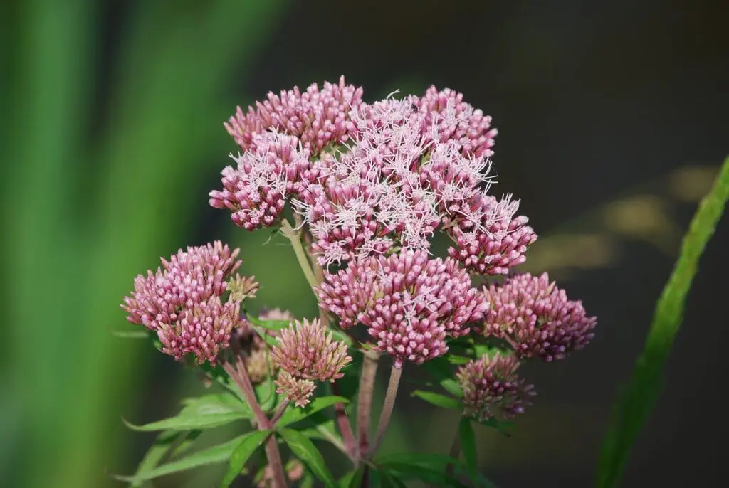 water fume, blossoms, pink, close up, water hemp, composites, shore plants, bee plant, butterfly plant, nature photography